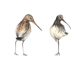 Birds Black-Tailed Godwit and Curlew, watercolor isolated illustration cute birds living swamp or lake, hand painting wild animals for your design.