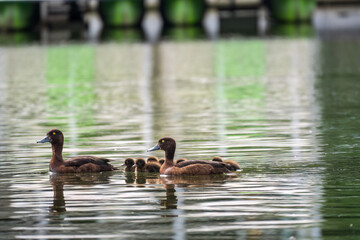 Tufted duck Family swims with their ducklings in green lake water.