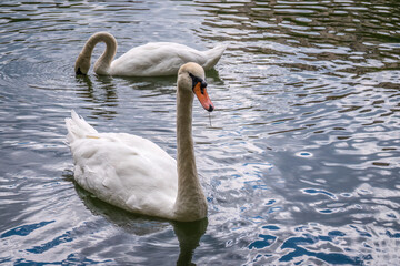Two graceful white swans swim in the dark water.