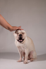Full portrait of young French Bulldog. Its owner patting the dog.