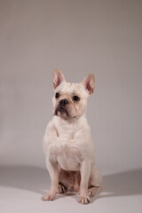 Full portrait of young French Bulldog. The dog looking to its owner.