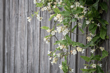 fence and green leaves 