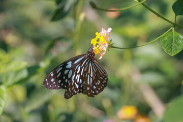 Beautiful butterfly wallpaper in Asia (Laos and Thailand)