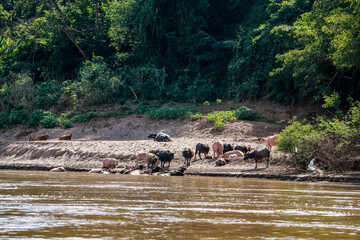 Beautiful boattrip to the mekong river in Laos and Thailand. Asia wildlife roundtrip