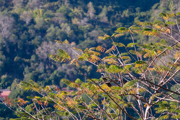 Trip to Luang Prabang at the Mekong River in Laos, Roundtrip in Asia to different temple and pagodas