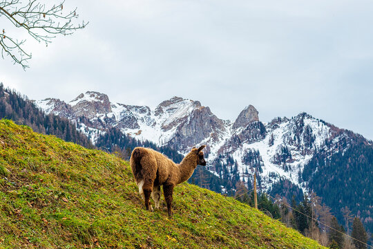 Alpaca grazes on a mountainside in the alps in Liechtenstein
