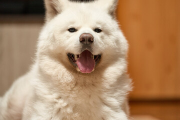 真っ白な秋田犬のポートレート