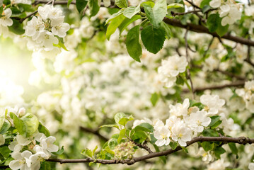 spring orchard with apple tree branch blooming with white delicate flowers in sunlight