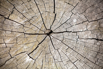 A slice on an old stump as an abstract background.
