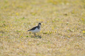 sandpiper in a seashore