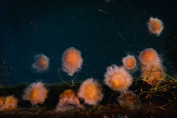 Agglomeration of many large jellyfish near the surface of the sea. Mass of poisonous and climate change adaptable organisms. Climate emergency and pollution of the seas. Endangered species and danger.