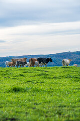 Artgerechte Kuh und Rinderhaltung
