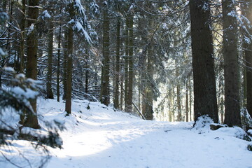 Winter forest. Forest in the snow. High firs covered by white snow after snowfall glowing by...