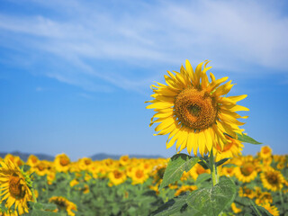  blooming sunflower over blue sky background.
