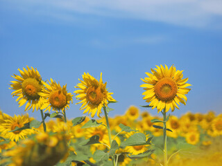 blooming sunflower over blue sky background.