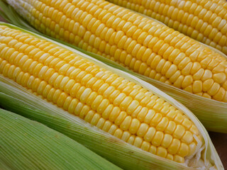close up Fresh corn on cobs on wooden table. macro