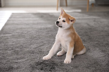 Adorable akita inu puppy near puddle on carpet indoors