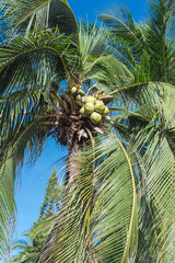 Look up view cluster of coconut fruits on coconut tree (Cocos nucifera) ready to harvest under sunny clear blue sky in Southern Vietnam