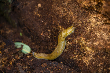 California banana slug in the forest, Point Reyes, California