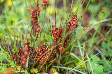 Lady bugs colony on the grass. Lady bugs wintering. Selective focus.