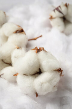 Cotton flowers on white fluffy background, closeup