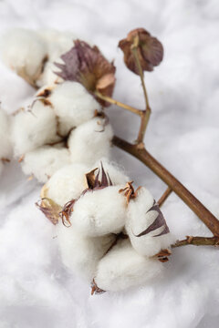 Dry cotton branch with flowers on white fluffy background, closeup