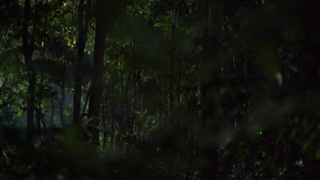 Mystery light flashing in dark forest, surreal scene, point of view green leaf in foreground like hide and looking at lighting flashing in forest