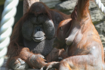 Male orangutan on a sunny day in the zoo, his female in the foreground blurred
