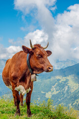 A close-up view of a cow with a cowbell in an alpine pasture  in the Austrian Alps.