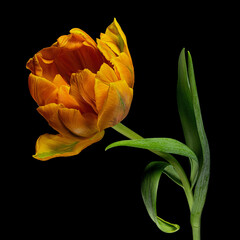 Multicolor tulip with green stem and leaves isolated on black background. Close-up studio shot.
