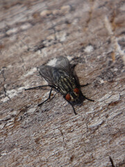 Female flesh fly (Sarcophaga sp.) basking in the winter sun on dry tree trunk