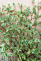 Closeup green leaves background, Overlay fresh leaf pattern, Natural foliage textured and background