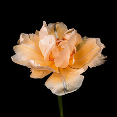Fototapeta na wymiar Orange-white blooming tulip with green stem isolated on black background. Studio close-up shot.