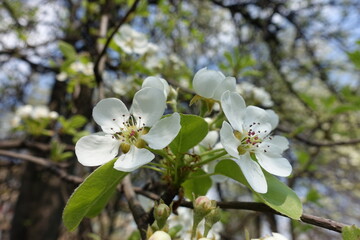 Macro of white flowers of pear tree in April