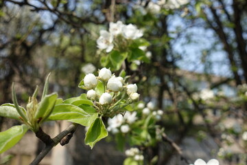 Reproductive buds of pear tree in mid April
