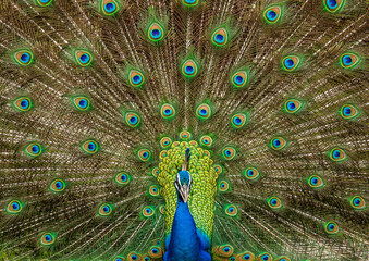 Fototapeta na wymiar Portrait of a peacock (Pavo cristatus) on the background of his tail. Sri Lanka. Yala National park
