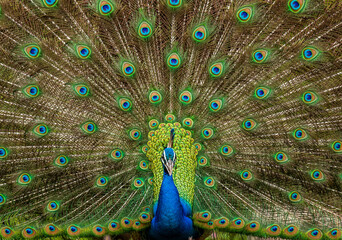 Portrait of a peacock (Pavo cristatus) on the background of his tail. Sri Lanka. Yala National park - obrazy, fototapety, plakaty