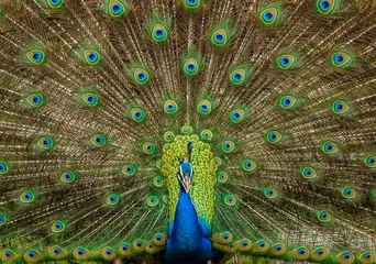 Gordijnen Portrait of a peacock (Pavo cristatus) on the background of his tail. Sri Lanka. Yala National park © gudkovandrey