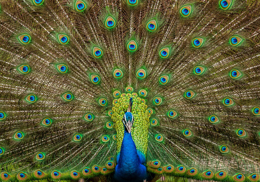 Portrait of a peacock (Pavo cristatus) on the background of his tail. Sri Lanka. Yala National park