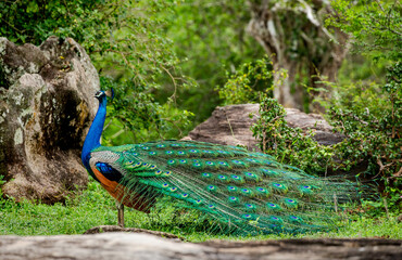 Peacock (Pavo cristatus) is sitting on a stone. Sri Lanka. Yala National park