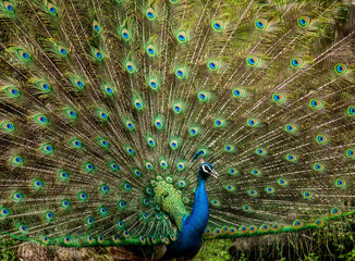 Portrait of a peacock (Pavo cristatus) on the background of his tail. Sri Lanka. Yala National park