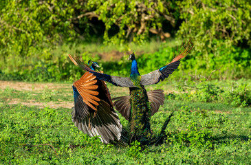 Two peacocks (Pavo cristatus) are fighting each other in Yala National Park. Sri Lanka.