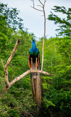 Peacock (Pavo cristatus) is sitting on a tree in the Yala National Park. Sri Lanka.