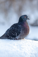A beautiful pigeon sits on the snow in a city park in winter. Close-up of pigeons in winter on the square in the park. Birds in the cold are waiting for food from people.