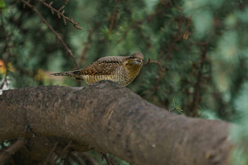 Eurasian Wryneck (Jynx torquilla) perched on a tree branch