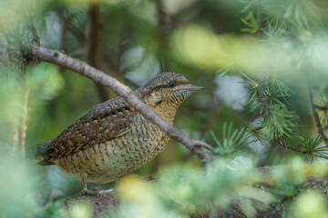 Eurasian Wryneck (Jynx torquilla) perched on a tree branch