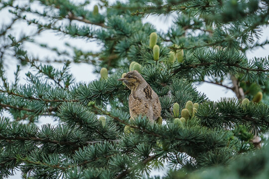 Eurasian Wryneck (Jynx torquilla) perched on a tree branch