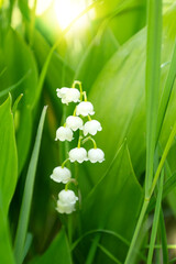 Blooming white lily of the valley flowers among green grass in spring..
