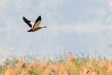 A Rudy shelduck flying
