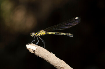 Female damselfly, Rhinocypha bisignata, Satara,  Maharashtra, India